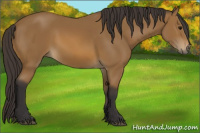 Horse Color:Buckskin Rabicano