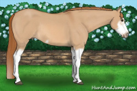 Horse Color:Red Dun Roan Splash Frame Rabicano