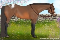 Horse Color:Bay Snowcap 
