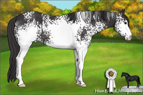 Horse Color: White Spotted Smoky Black 
