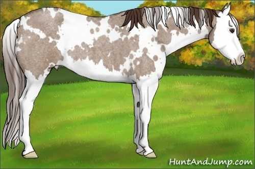Horse Color: White Spotted Liver Red Dun Roan Splash 