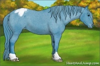 Horse Color:Watercolor Black Appaloosa 