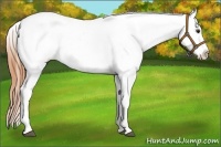Horse Color:Bay Dun Appaloosa 
