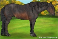 Horse Color:Brown Rabicano  Brindle