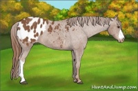 Horse Color:Chestnut Appaloosa 