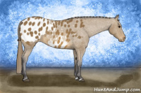 Horse Color:Buckskin Blanket 
