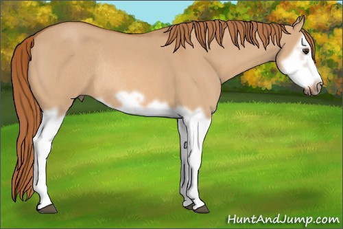 Horse Color: Red Dun Roan Splash Frame Rabicano 