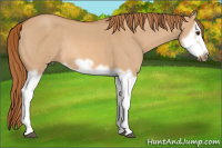 Horse Color:Red Dun Roan Splash Frame Rabicano