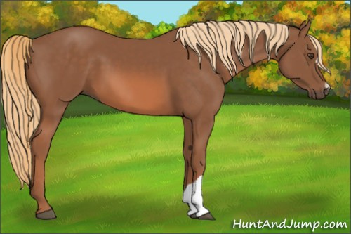 Horse Color: Chestnut 