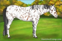 Horse Color:Bay Roan Near Leopard 