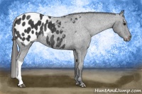 Horse Color:Black Appaloosa Rabicano 
