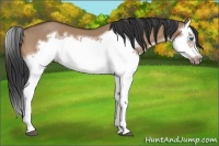 Horse Color:Bay Dun Splash Frame 