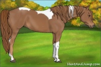 Horse Color:Chestnut Tobiano
