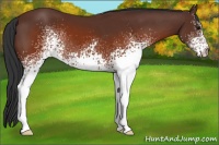 Horse Color:White Spotted Brown 