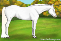 Horse Color:Palomino Leopard 