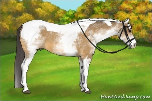 Horse Color:White Spotted Buckskin Tobiano 
