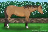 Horse Color:Buckskin 