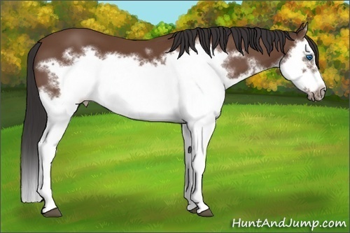 Horse Color:Bay Splash Frame