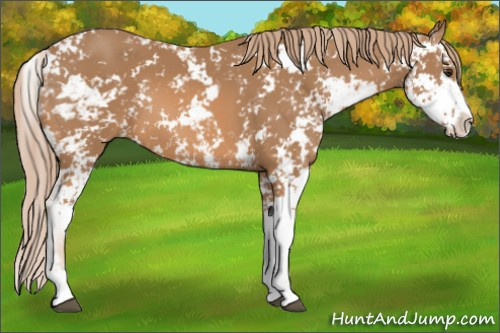 Horse Color: Chestnut Sabino 