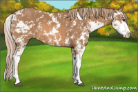 Horse Color:Chestnut Sabino