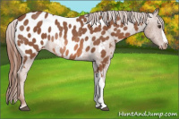 Horse Color:Chestnut Appaloosa Rabicano 