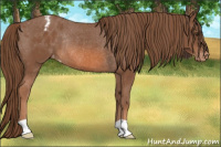 Horse Color:Chestnut Appaloosa Rabicano