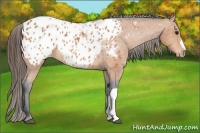 Horse Color:Bay Appaloosa 