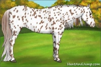 Horse Color:Chestnut Near Leopard 