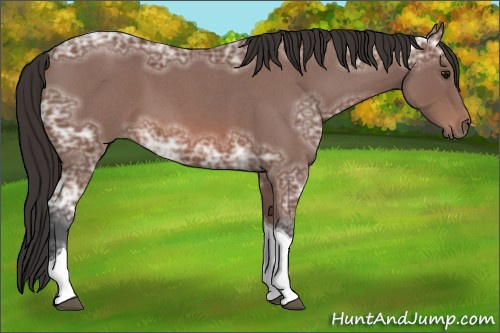 Horse Color: Bay Ice Roan Tobiano Rabicano 