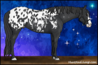 Horse Color:Black Splash Near Leopard 