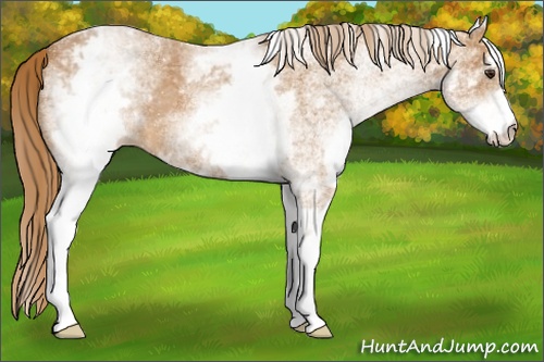 Horse Color: White Spotted Chestnut 