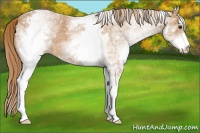 Horse Color:White Spotted Chestnut 