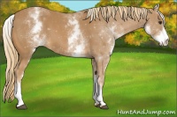 Horse Color:White Spotted Chestnut