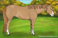 Horse Color:Chestnut Splash 