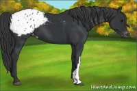 Horse Color:Black Appaloosa 