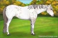 Horse Color:White Spotted Bay Dun Appaloosa Rabicano 