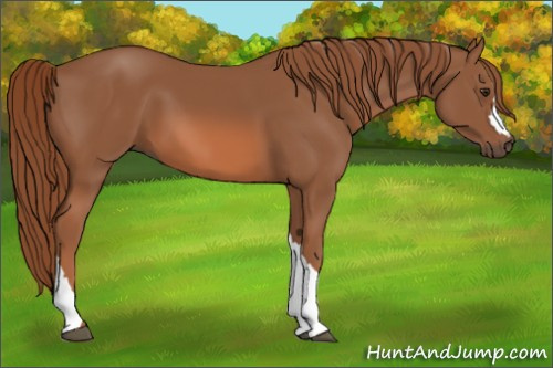 Horse Color: Liver Chestnut 