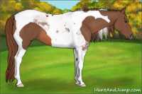 Horse Color:Liver Chestnut Tobiano 