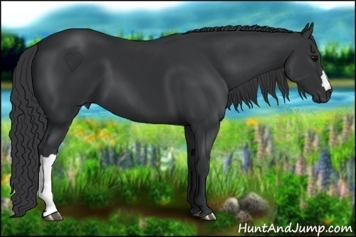 Horse Color:Black 