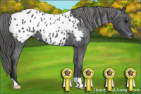 Horse Color:Black Appaloosa 