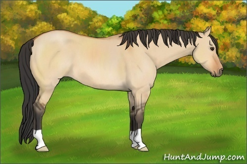 Horse Color: Bay Dun 
