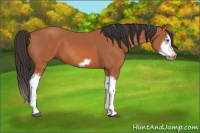 Horse Color:Bay Splash Frame 