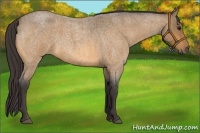 Horse Color:Buckskin Roan