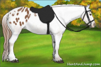 Horse Color:Liver Chestnut Appaloosa 