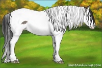 Horse Color:Grullo Splash Tobiano 