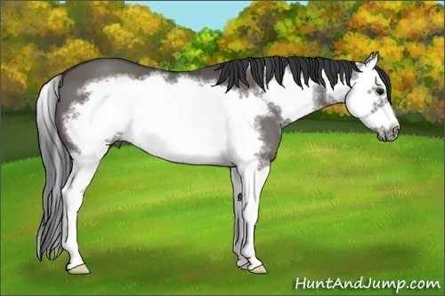 Horse Color: Grullo Sabino Splash Frame 