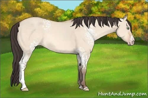 Horse Color: White Spotted Amber Champagne Dun Sabino 