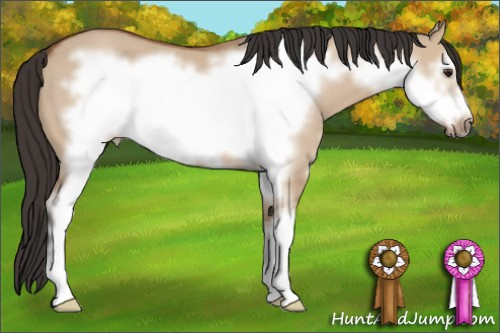 Horse Color: Bay Dun Sabino Frame 