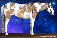 Horse Color:White Spotted Bay Dun Splash 