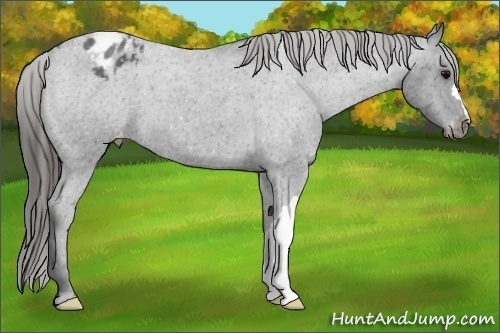 Horse Color:Blue Roan Appaloosa 